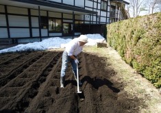 4月15日　晴れ　藍畑を作りました