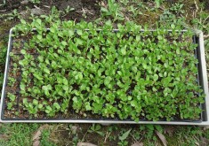 4月30日　晴れ　藍の苗を植えました