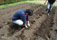 4月30日　晴れ　藍の苗を植えました