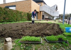 4月30日　晴れ　藍の苗を植えました