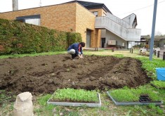 4月30日　晴れ　藍の苗を植えました